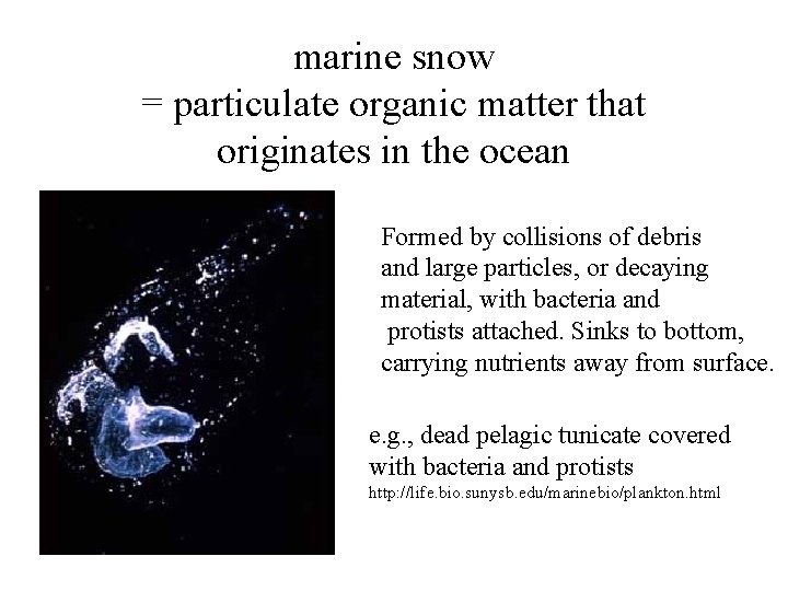 marine snow = particulate organic matter that originates in the ocean Formed by collisions
