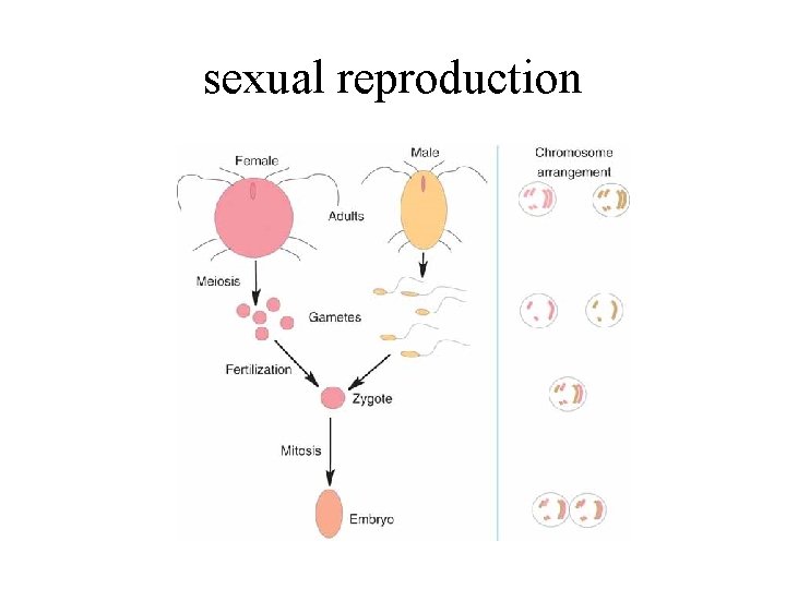 sexual reproduction Fig. 2. 3 The basic components of sexual reproduction. The chromosome arrangement