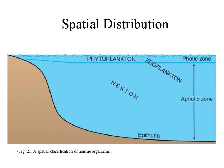 Spatial Distribution • Fig. 2. 1 A spatial classification of marine organisms. 