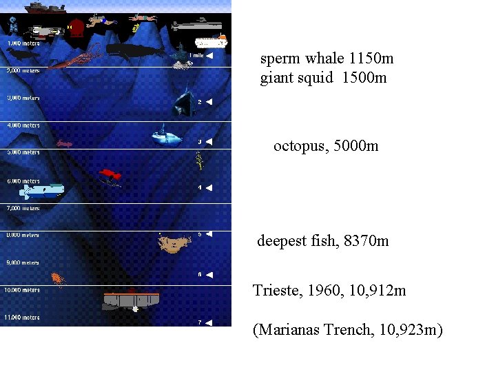 sperm whale 1150 m giant squid 1500 m octopus, 5000 m deepest fish, 8370