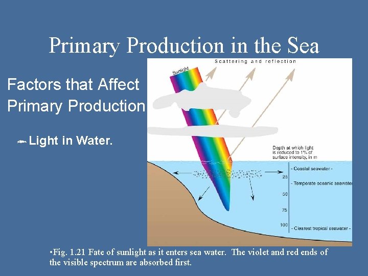Primary Production in the Sea Factors that Affect Primary Production ôLight in Water. •