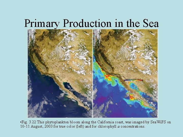 Primary Production in the Sea • Fig. 3. 22 This phytoplankton bloom along the
