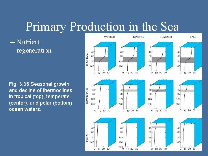 Primary Production in the Sea ô Nutrient regeneration Fig. 3. 35 Seasonal growth and