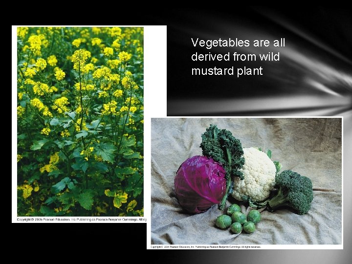 Vegetables are all derived from wild mustard plant 