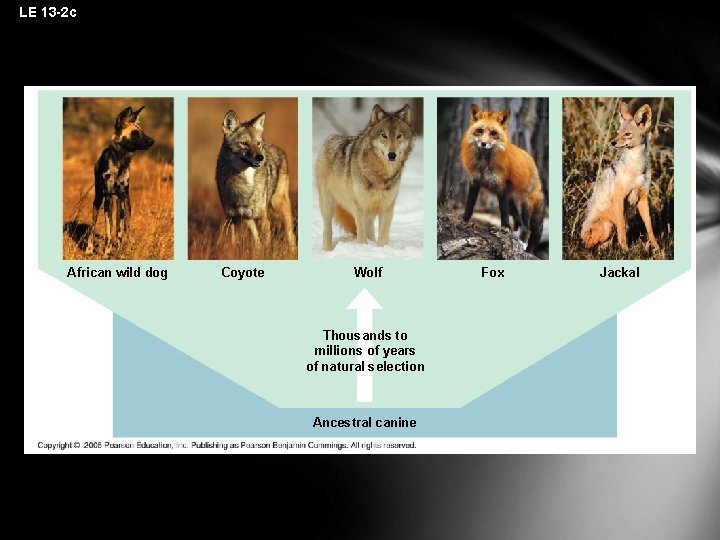 LE 13 -2 c African wild dog Coyote Wolf Thousands to millions of years