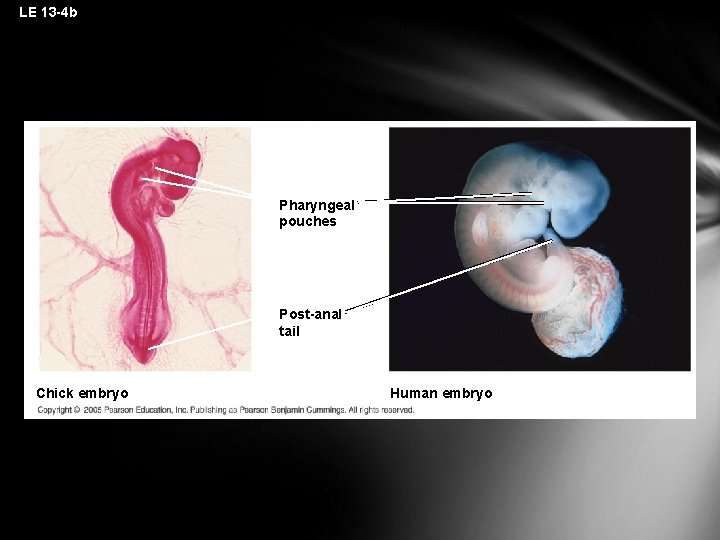 LE 13 -4 b Pharyngeal pouches Post-anal tail Chick embryo Human embryo 