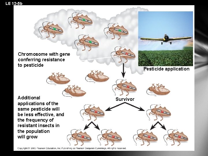 LE 13 -5 b Chromosome with gene conferring resistance to pesticide Additional applications of