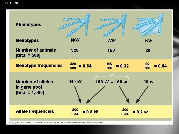 LE 13 -7 b Phenotypes Genotypes WW Ww ww Number of animals (total =