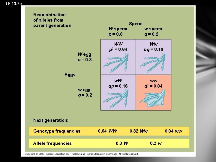 LE 13 -7 c Recombination of alleles from parent generation Sperm W egg p