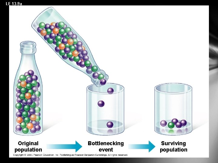 LE 13 -9 a Original population Bottlenecking event Surviving population 