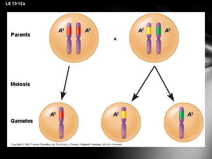 LE 13 -12 a A 1 Parents A 2 A 1 A 3 Meiosis