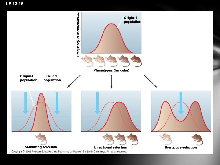 Frequency of individuals LE 13 -16 Original population Phenotypes (fur color) Original population Evolved