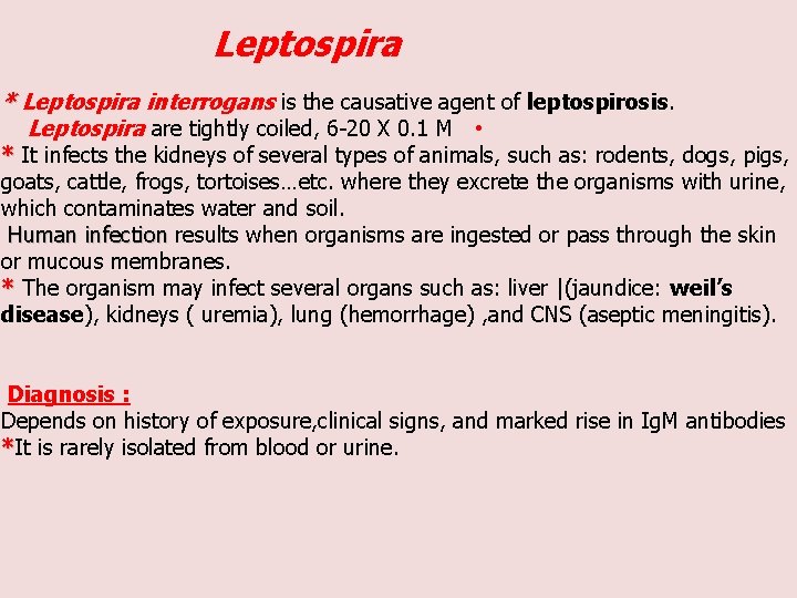 Leptospira * Leptospira interrogans is the causative agent of leptospirosis. Leptospira are tightly coiled,