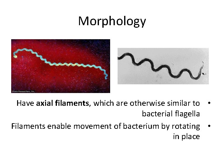 Morphology Have axial filaments, which are otherwise similar to • bacterial flagella Filaments enable