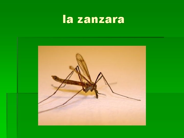 la zanzara 