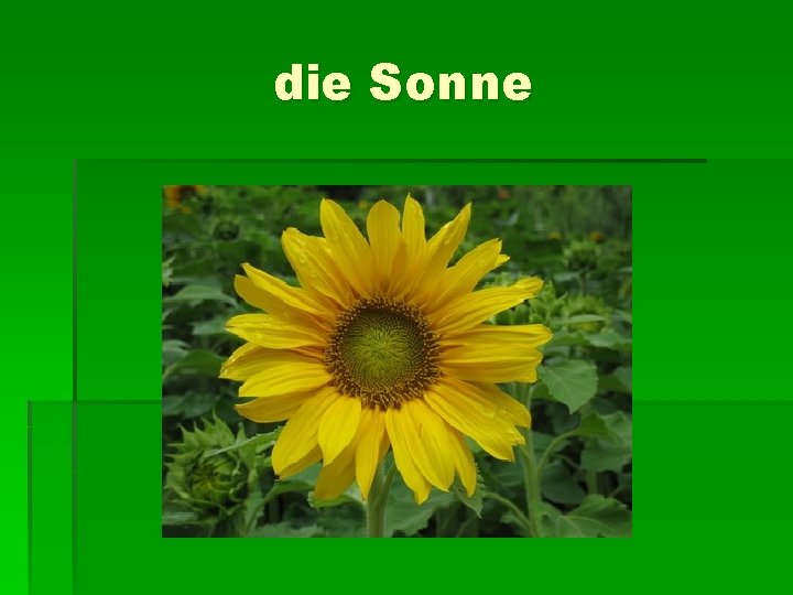 die Sonne 