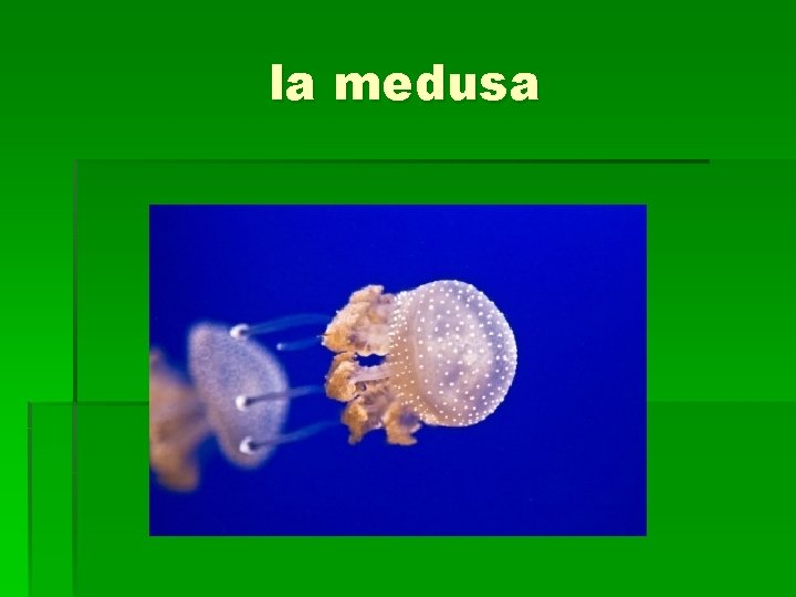 la medusa 
