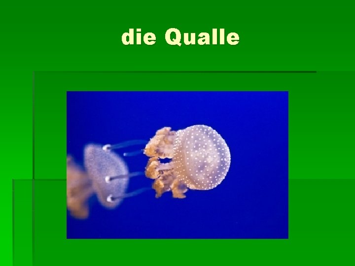 die Qualle 