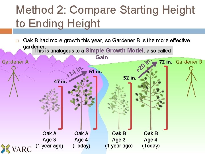 Method 2: Compare Starting Height to Ending Height Oak B had more growth this