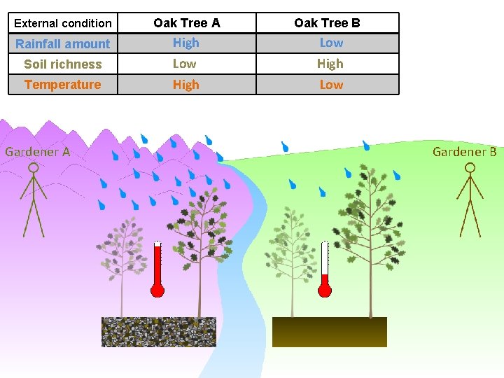 External condition Oak Tree A Oak Tree B Rainfall amount High Low Soil richness