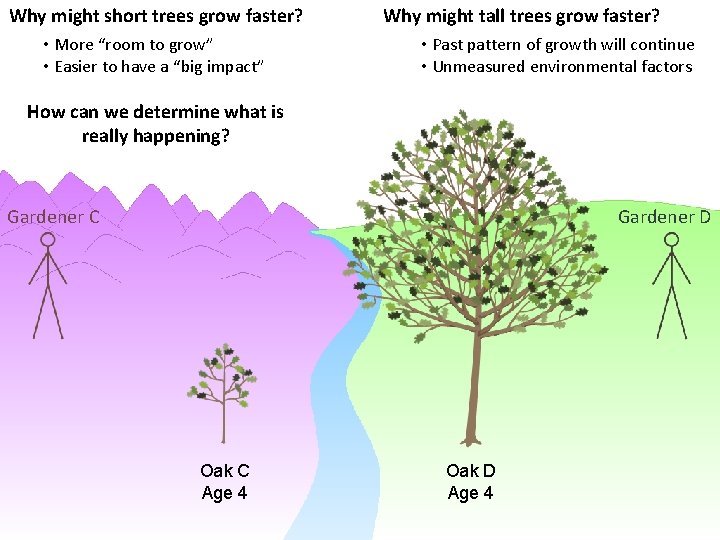 Why might short trees grow faster? • More “room to grow” • Easier to