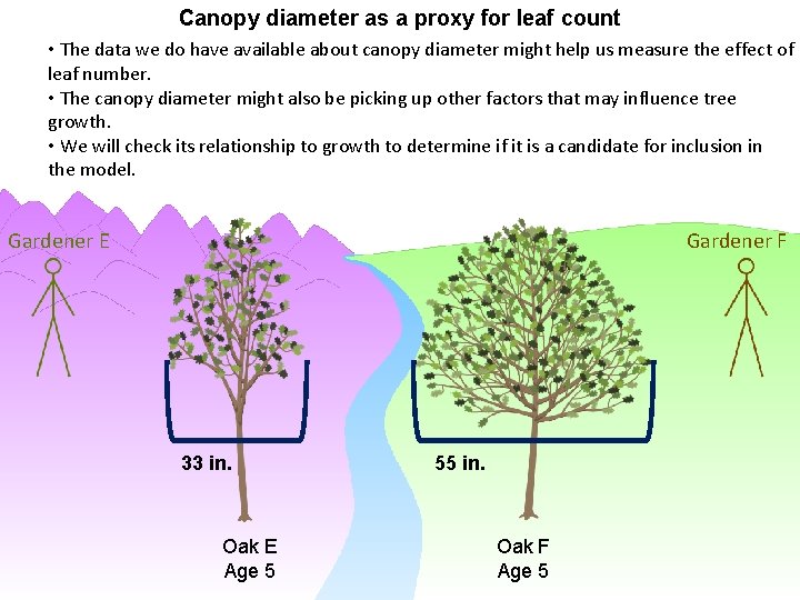 Canopy diameter as a proxy for leaf count • The data we do have
