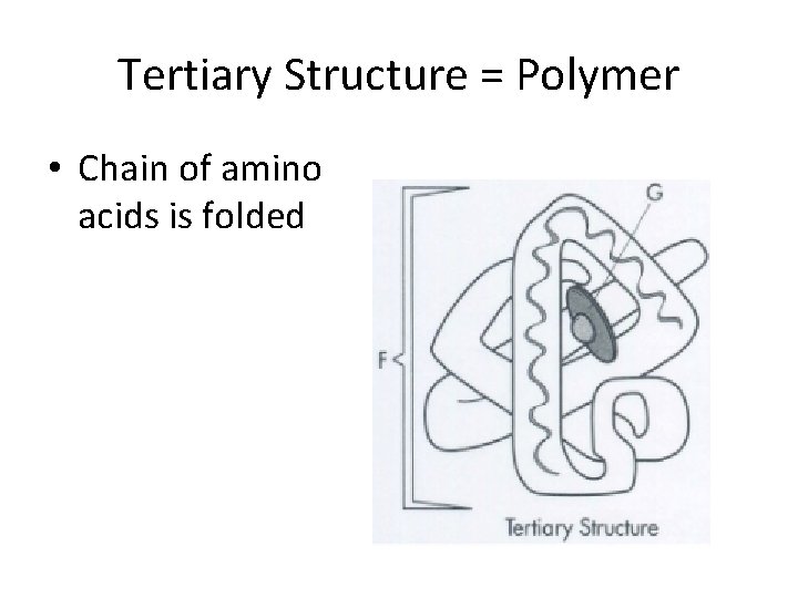 Tertiary Structure = Polymer • Chain of amino acids is folded 