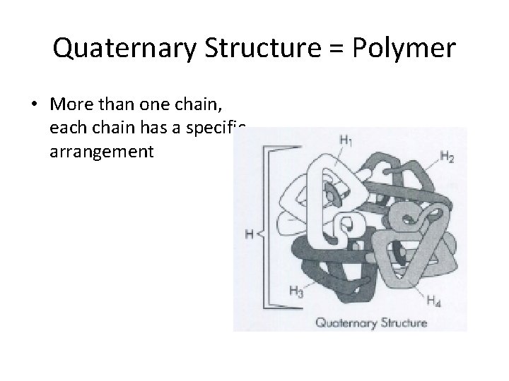 Quaternary Structure = Polymer • More than one chain, each chain has a specific