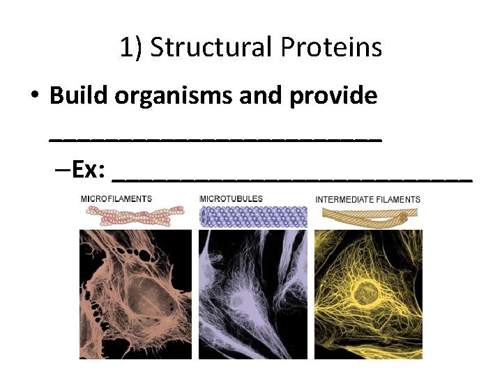 1) Structural Proteins • Build organisms and provide ____________ –Ex: _____________ 