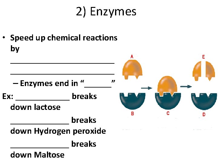 2) Enzymes • Speed up chemical reactions by _______________________ – Enzymes end in “______”