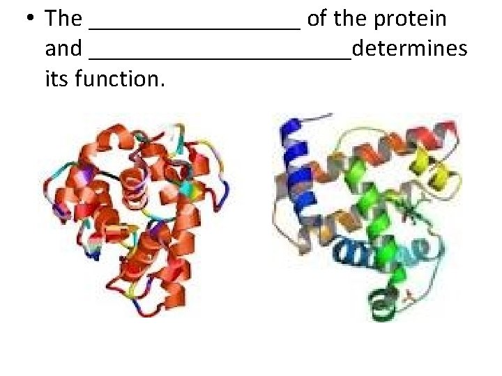  • The _________ of the protein and ___________determines its function. 