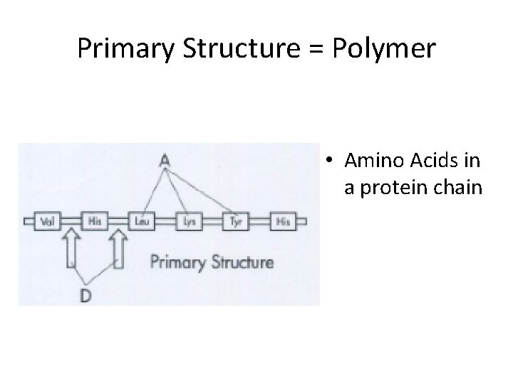 Primary Structure = Polymer • Amino Acids in a protein chain 