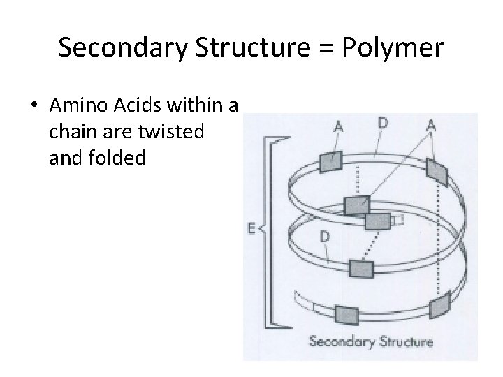 Secondary Structure = Polymer • Amino Acids within a chain are twisted and folded