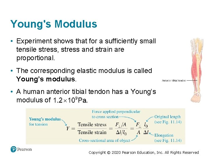 Young's Modulus • Experiment shows that for a sufficiently small tensile stress, stress and