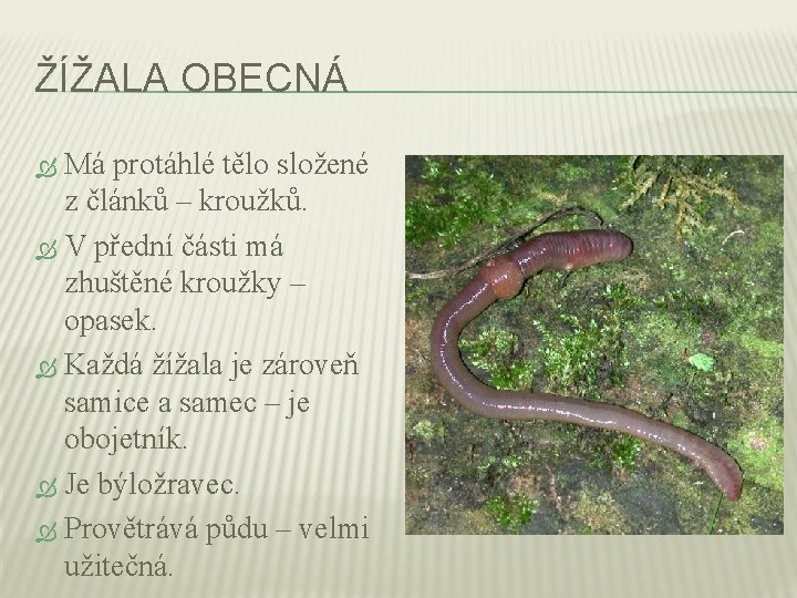 ŽÍŽALA OBECNÁ Má protáhlé tělo složené z článků – kroužků. V přední části má