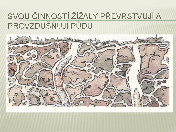 SVOU ČINNOSTÍ ŽÍŽALY PŘEVRSTVUJÍ A PROVZDUŠŇUJÍ PŮDU 