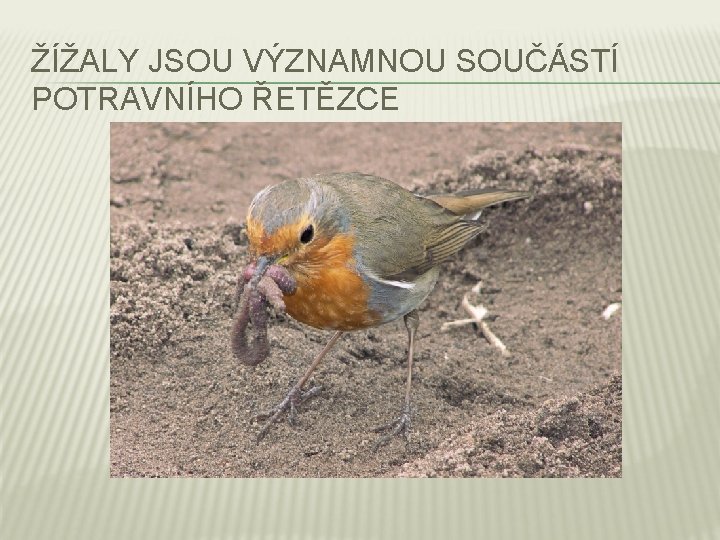 ŽÍŽALY JSOU VÝZNAMNOU SOUČÁSTÍ POTRAVNÍHO ŘETĚZCE 
