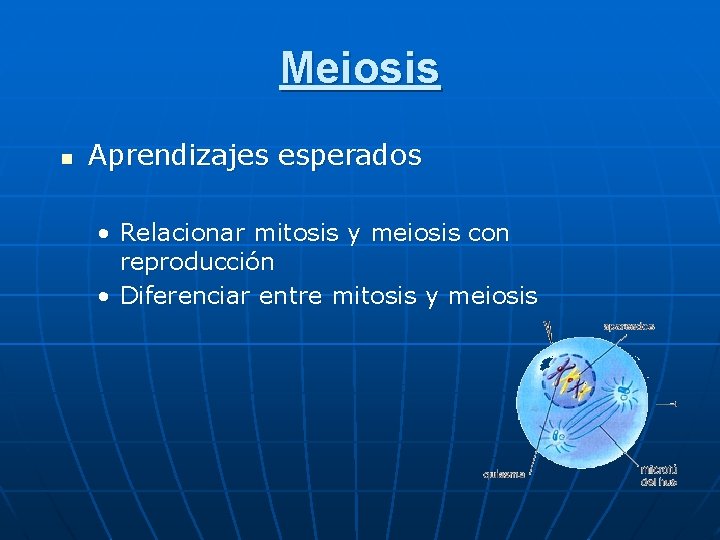 Meiosis n Aprendizajes esperados • Relacionar mitosis y meiosis con reproducción • Diferenciar entre Meiosis n Aprendizajes esperados • Relacionar mitosis y meiosis con reproducción • Diferenciar entre