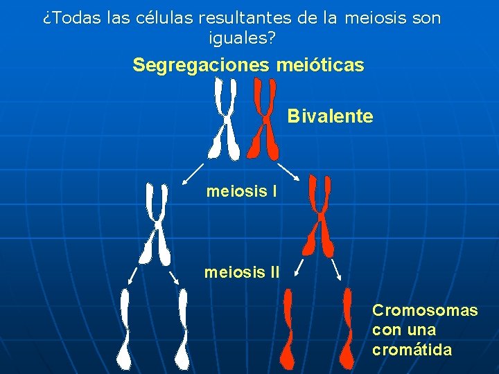 ¿Todas las células resultantes de la meiosis son iguales? Segregaciones meióticas Bivalente meiosis II ¿Todas las células resultantes de la meiosis son iguales? Segregaciones meióticas Bivalente meiosis II