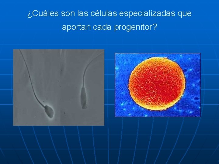 ¿Cuáles son las células especializadas que aportan cada progenitor? ¿Cuáles son las células especializadas que aportan cada progenitor?