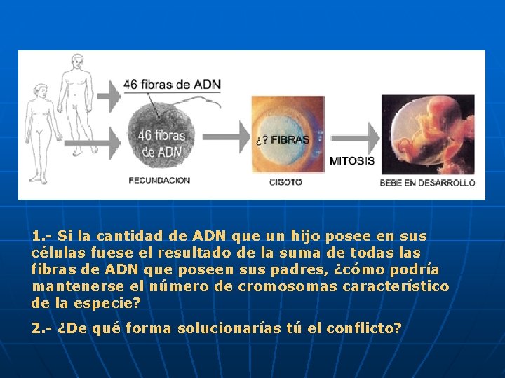 1. - Si la cantidad de ADN que un hijo posee en sus células 1. - Si la cantidad de ADN que un hijo posee en sus células