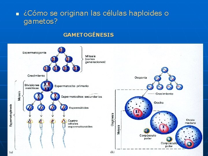 n ¿Cómo se originan las células haploides o gametos? GAMETOGÉNESIS n ¿Cómo se originan las células haploides o gametos? GAMETOGÉNESIS