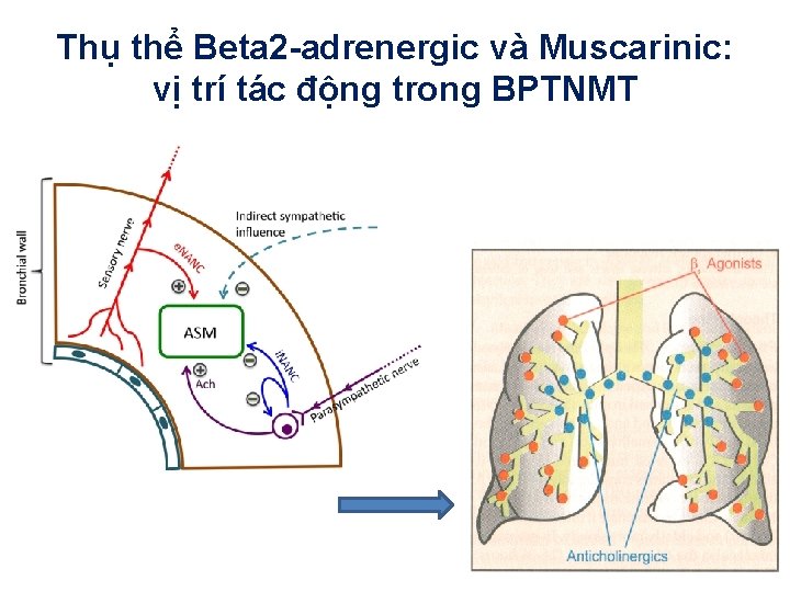 Thụ thể Beta 2 -adrenergic và Muscarinic: vị trí tác động trong BPTNMT 