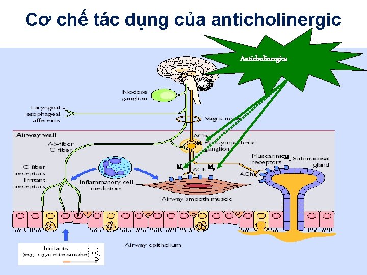 Cơ chế tác dụng của anticholinergic Anticholinergics M 1 MM 1 2 M 3