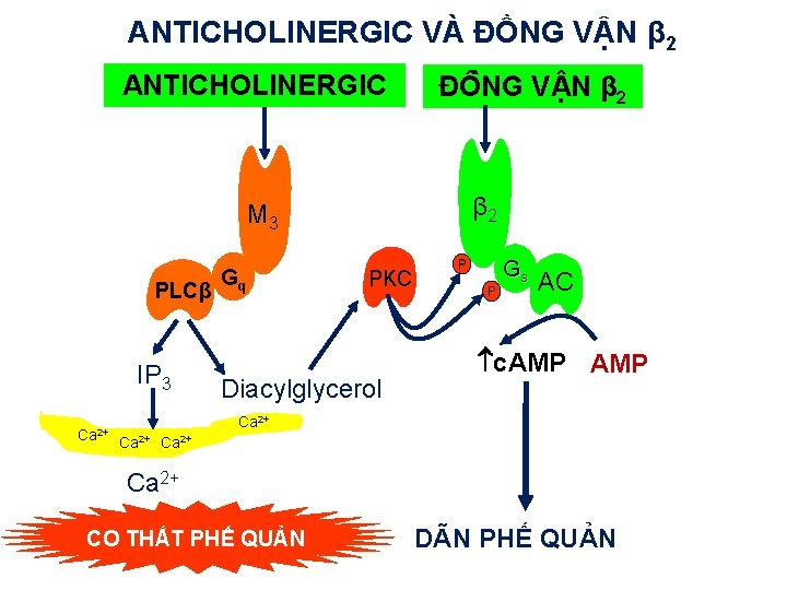 ANTICHOLINERGIC VÀ ĐỒNG VẬN β 2 ACh ANTICHOLINERGIC ĐÔ NG V N β 2