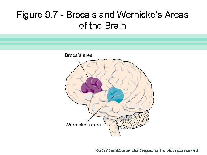 Slide 25 Figure 9. 7 - Broca’s and Wernicke’s Areas of the Brain ©