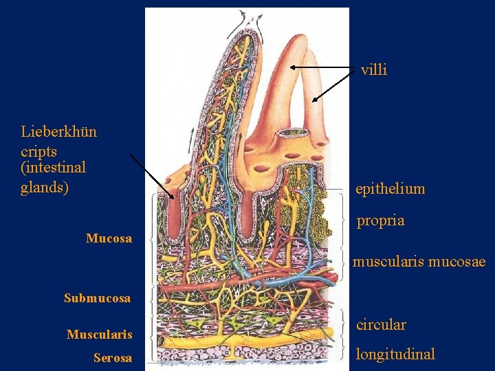 villi Lieberkhün cripts (intestinal glands) epithelium propria Mucosa muscularis mucosae Submucosa Muscularis Serosa circular
