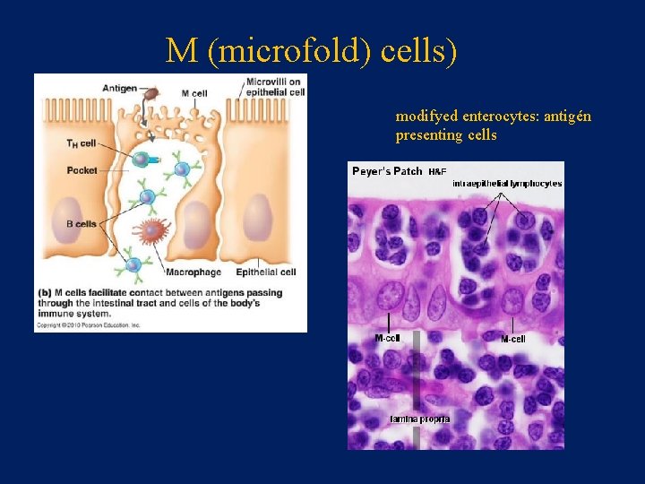 M (microfold) cells) modifyed enterocytes: antigén presenting cells 