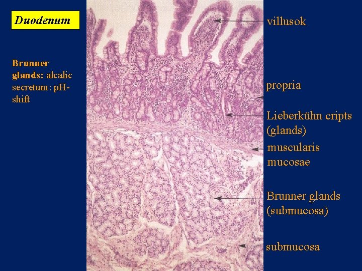 Duodenum villusok Brunner glands: alcalic secretum: p. Hshift propria Lieberkühn cripts (glands) muscularis mucosae