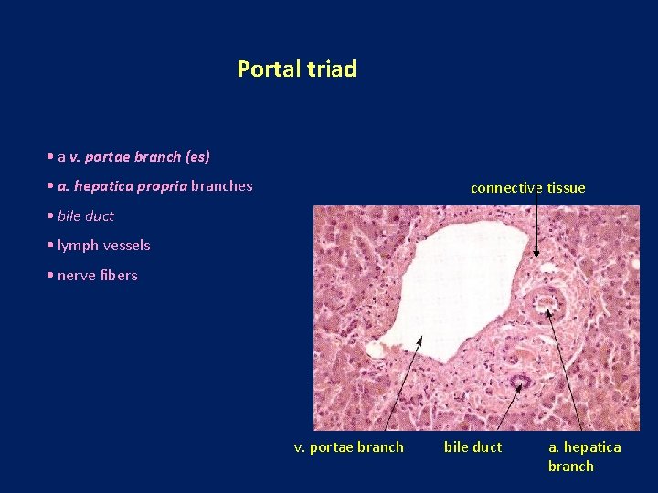 Portal triad • a v. portae branch (es) • a. hepatica propria branches connective